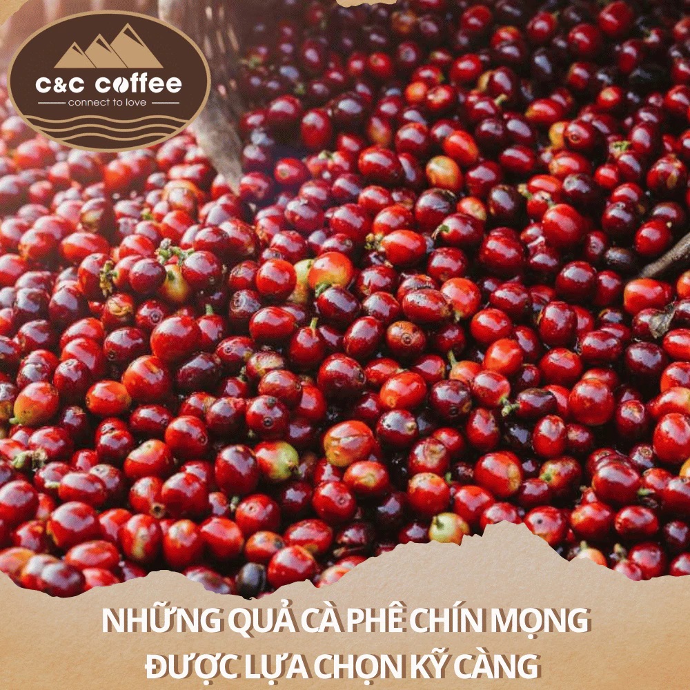 Cà phê rang mộc Cà phê rang mộc Robusta (3)